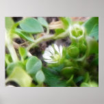 Chickweed (Stellaria media) Flowers posters