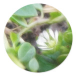Chickweed (Stellaria media) Flowers stickers