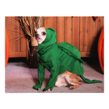 Chico - Chihuahua - Blumer Personalized Announcement