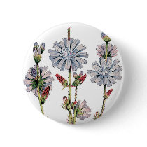 Chicory Pins