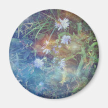 Chicory Grass Magnets