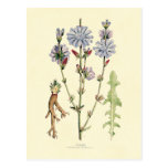 Chicory Postcards