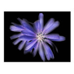 chicory purple blue flower postcard