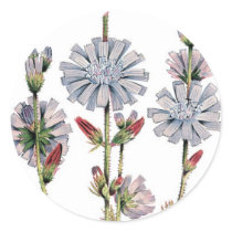 Chicory Sticker