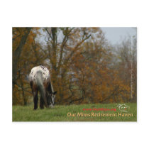 Chief - Appaloosa in the move Prancer Post Cards