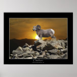 CHIEFTAIN BIG HORN SHEEP Poster