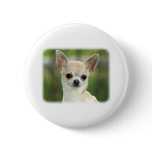 Chihuahua  9P93D-123 buttons