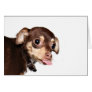chihuahua attitude cards