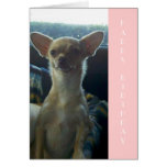 Chihuahua Birthday Card