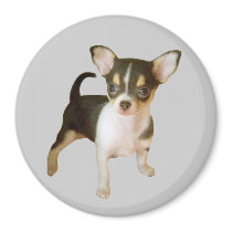 Chihuahua Cutie Magnet