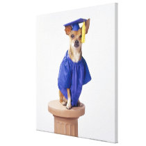 Chihuahua dog wearing graduation uniform, studio canvas prints