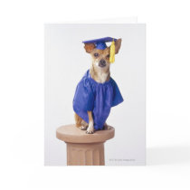 Chihuahua dog wearing graduation uniform, studio greeting cards
