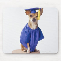 Chihuahua dog wearing graduation uniform, studio mousemat