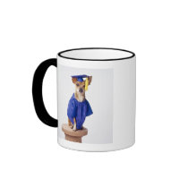 Chihuahua dog wearing graduation uniform, studio mugs