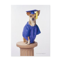 Chihuahua dog wearing graduation uniform, studio postcard