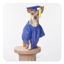 Chihuahua dog wearing graduation uniform, studio sticker