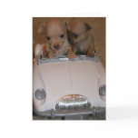 Chihuahua Greeting Card