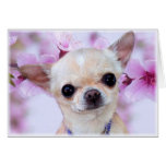 Chihuahua  greeting card