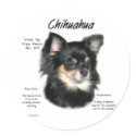 Chihuahua (long) History Design stickers