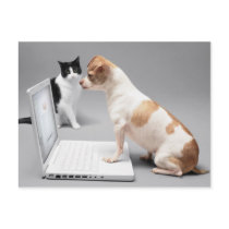 Chihuahua looking into the screen of a laptop post card