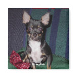Chihuahua MickeyElvis Refrigerator Magnets