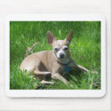 chihuahua mousepads