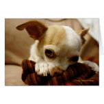 Chihuahua Note Cards