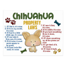 Chihuahua Property Laws 4 Post Cards