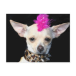 Chihuahua Punk Postcard