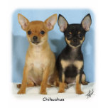 Chihuahua puppies 9W079D-011 t-shirts