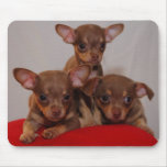 Chihuahua puppies mousepads