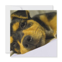 Chihuahua Puppy Invitations