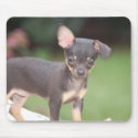 Chihuahua puppy mousepads