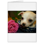 Chihuahua rose flower love greeting card