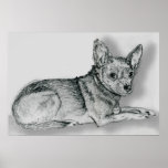 Chihuahua Sketch 1 Posters