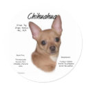 Chihuahua (smooth) History Design stickers
