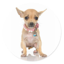 Chihuahua Sticker