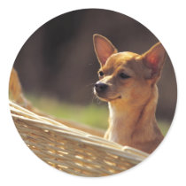 Chihuahua Stickers