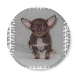 Chihuahua's Rule 1 magnets