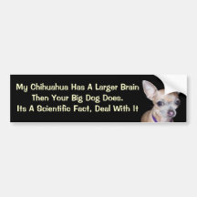 Chihuhahua Looking At You Bumper Sticker