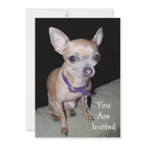 Chihuhahua Looking At You Personalized Announcement