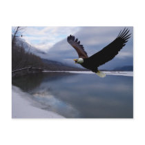 Chiklat Eagle Preserve Postcard postcards