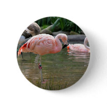 Chilean Flamingo