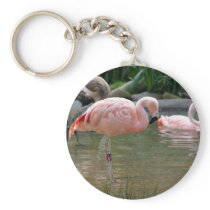 Chilean Flamingo