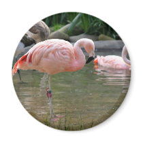 Chilean Flamingo