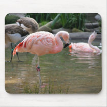 Chilean Flamingo