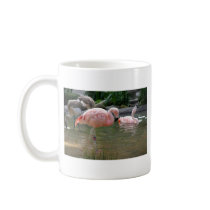 Chilean Flamingo Coffee Mugs