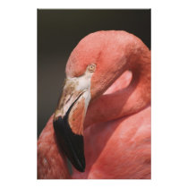 Chilean Flamingo, Phoenicopterus chilensis