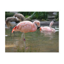 Chilean Flamingo