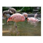 Chilean Flamingo Postcards